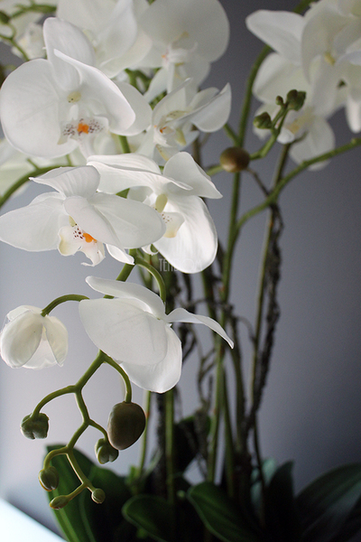 Black Simple Grande storczyk w pięknej czarnej donicy, wys.108cm