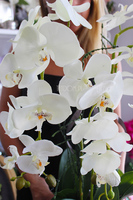 cudowny storczyk Ellana w pięknej białej donicy, wys.70cm