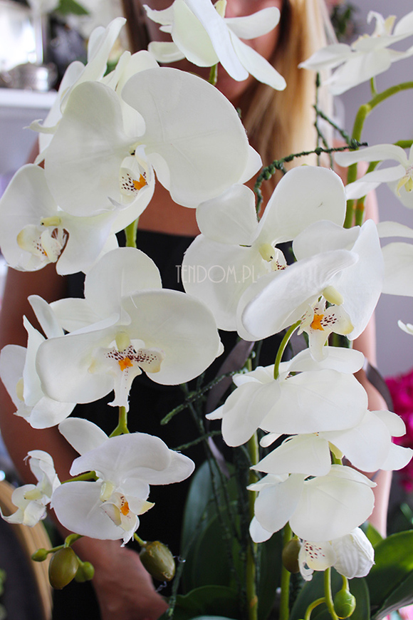 cudowny storczyk Ellana w pięknej białej donicy, wys.70cm