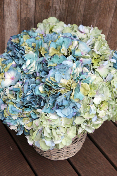 bogaty kosz ze szlachetnymi hortensjami Exclusive Blue Ocean 56x56cm