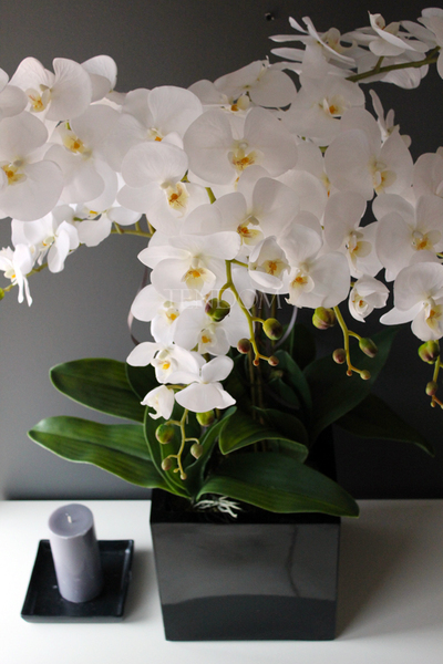 duży storczyk Black Home Grande w czarnej donicy z żywicy (połysk), wys. ok. 87cm