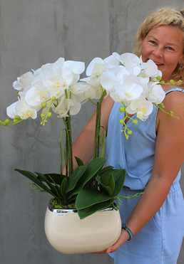 Glamour storczyk w ceramicznej donicy ecru, wys.51cm