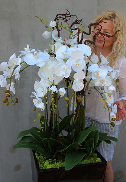 Chocolate Mediolan Grande, duży storczyk w wysokiej donicy, wys.155cm