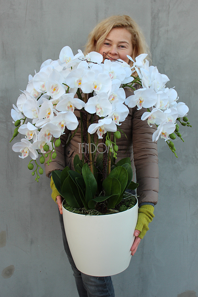 duży storczyk Mediolan Round w białej lub kremowej donicy, wys.85cm