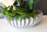 Ocean gumowy storczyk w donicy "muszli", wys.65cm