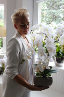 efektowny storczyk w beżowej donicy Glamour Beige, wys.52cm