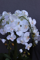 Mediolan Dilena, biały storczyk w wysokiej donicy, wys.115cm