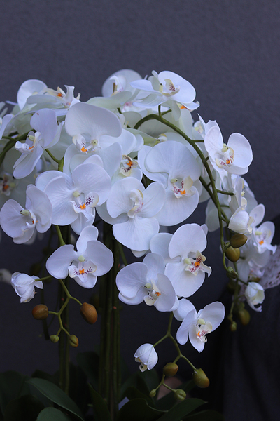 Mediolan Dilena, biały storczyk w wysokiej donicy, wys.115cm