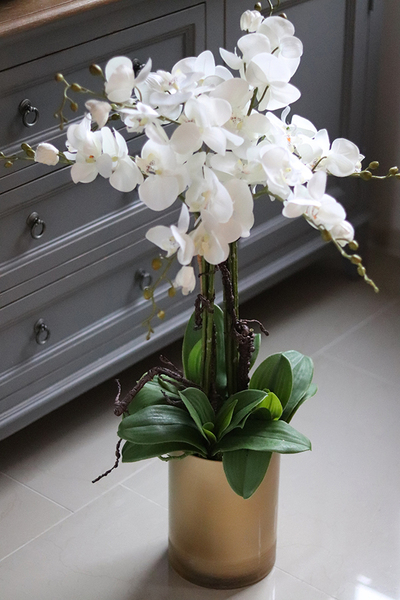 elegancki storczyk w szklanej donicy, Złota Lejdi, wys.90cm