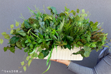 Green Metodio, kompozycja z liści i sukulentów, dł.80cm