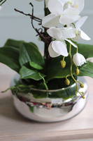 Glass Pompadour Silver, efektowny storczyk w srebrnej misie, wys.58cm