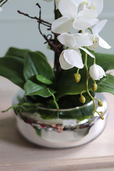 Glass Pompadour Silver, efektowny storczyk w srebrnej misie, wys.58cm