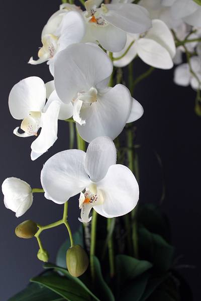 Black Simple Grande storczyk w pięknej czarnej donicy, wys.108cm