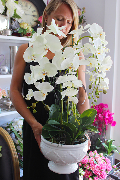 cudowny storczyk Ellana w pięknej białej donicy, wys.70cm