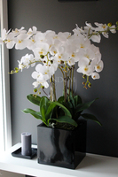 duży storczyk Black Home Grande w czarnej donicy z żywicy (połysk), wys. ok. 87cm