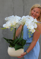 Glamour storczyk w ceramicznej donicy ecru, wys.51cm