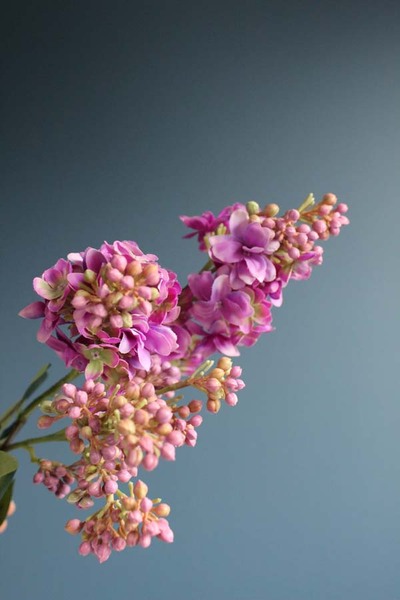 gałązka lilak pospolity, bez różowy, dł.70cm