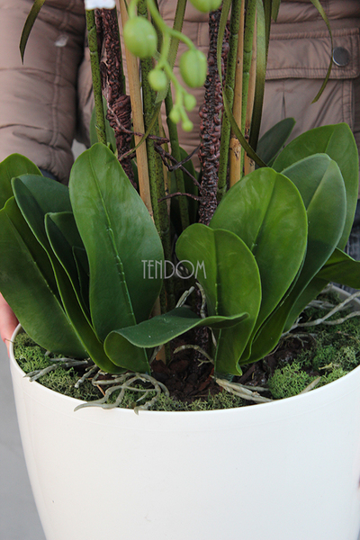 duży storczyk Mediolan Round w białej lub kremowej donicy, wys.85cm