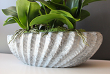 Ocean gumowy storczyk w donicy "muszli", wys.65cm