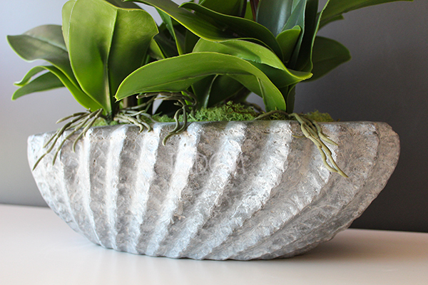 Ocean gumowy storczyk w donicy "muszli", wys.65cm