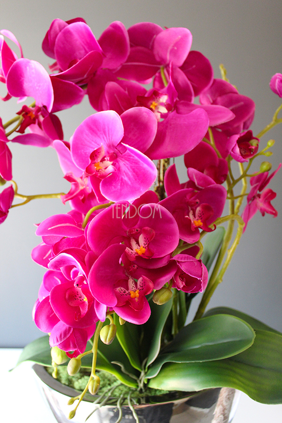 storczyk Laos Fuksja Silver w srebrnej donicy, wys.60cm