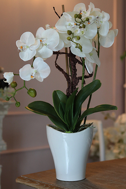 storczyk Mallona w stylowej donicy, wys.60cm