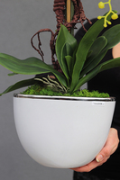 gumowy sztuczny storczyk Cinderella Biel, wys.60cm