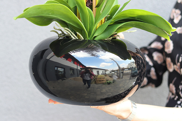 storczyk Black Japan Shiro w czarnej donicy, wys.72cm