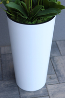 Mediolan Dilena, biały storczyk w wysokiej donicy, wys.115cm