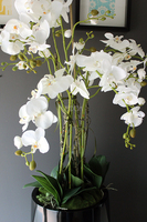 Black Simple Grande storczyk w pięknej czarnej donicy, wys.108cm