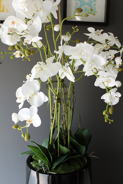 Black Simple Grande storczyk w pięknej czarnej donicy, wys.108cm