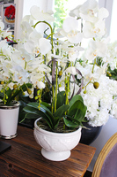 cudowny storczyk Ellana w pięknej białej donicy, wys.70cm