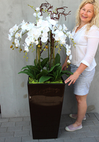 Chocolate Mediolan Grande, duży storczyk w wysokiej donicy, wys.155cm