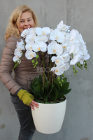 duży storczyk Mediolan Round w białej lub kremowej donicy, wys.85cm