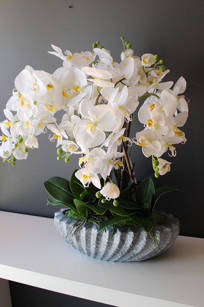 Ocean gumowy storczyk w donicy "muszli", wys.65cm