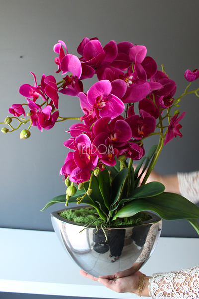 storczyk Laos Fuksja Silver w srebrnej donicy, wys.60cm