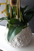 bardzo duży biały storczyk Weronika wys.80cm