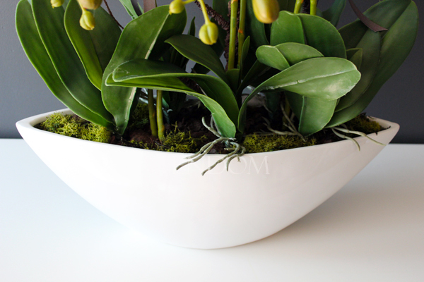 storczyk Laos Big White w białej donicy, wys.67cm