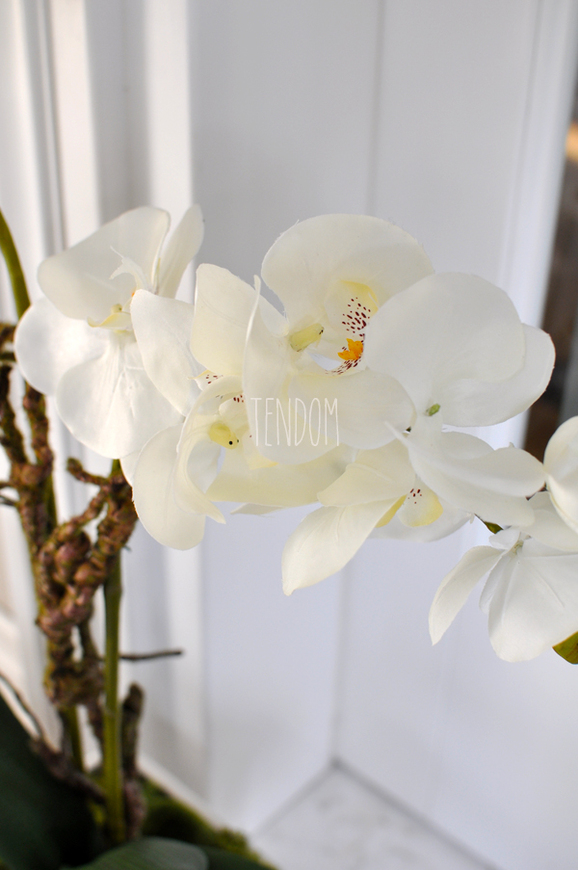 storczyk w czarnej podłużnej donicy Black, wys.68cm