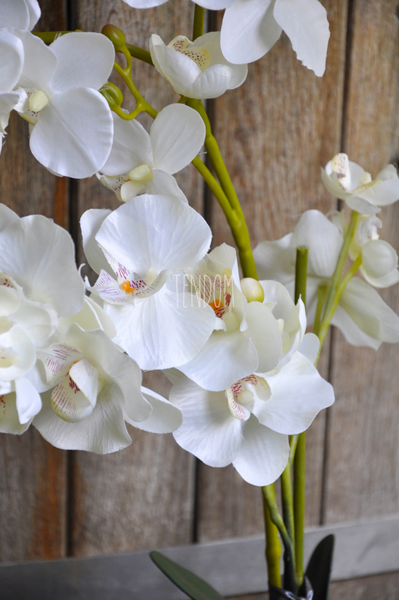 Storczyk Helena w ceramicznej, wrzosowej donicy wys. ok. 60cm