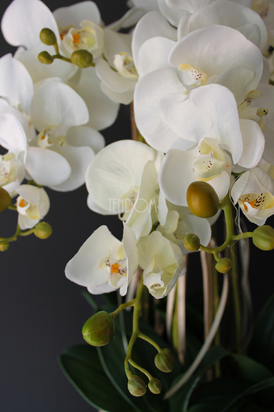 średni storczyk Mediolan w beżowej donicy, wys.100cm