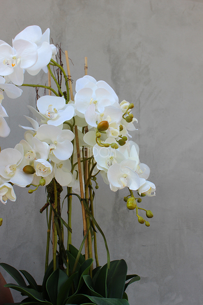 Wenecja Grey storczyk w eleganckiej donicy, wys.100cm