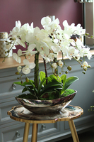 efektowny storczyk Laos Silver w lustrzanej donicy, wys.64cm