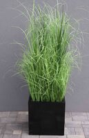 kompozycja Trawy Macarena Premium w sześciennej czarnej donicy, wys.140cm