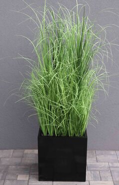 kompozycja Trawy Macarena Premium w sześciennej czarnej donicy, wys.140cm