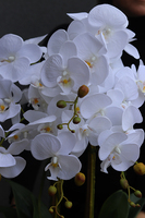 Gerrano, wysoki storczyk glamour, wys.80cm