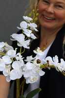 Gelona, storczyk w szarej donicy, wys.63cm 