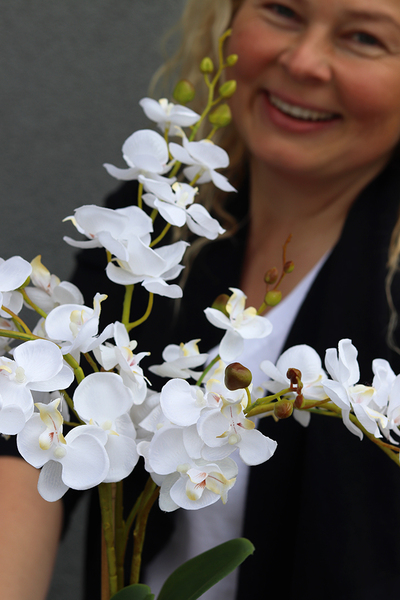 Gelona, storczyk w szarej donicy, wys.63cm 