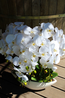 storczyk Laos Big White w białej donicy, wys.67cm