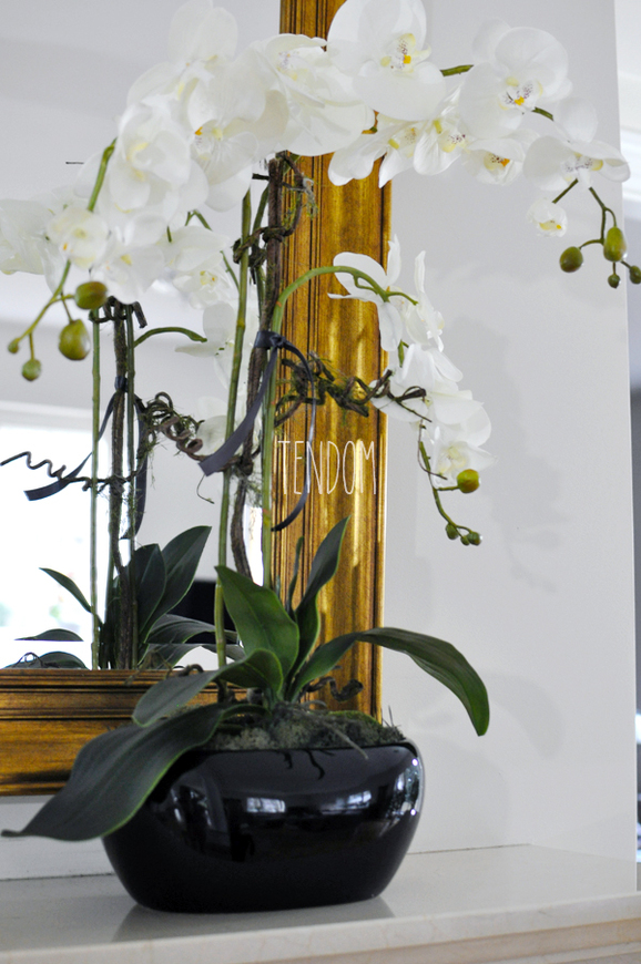 storczyk w czarnej podłużnej donicy Black, wys.68cm